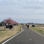 江戸川沿いの市川市さくら堤公園の河津桜を見に行く